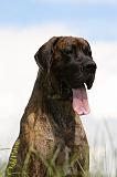 DOGUE ALLEMAND 383